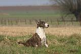 BULL TERRIER MINIATURE 335